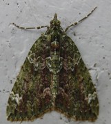 Red-green Carpet (Chloroclysta siterata)