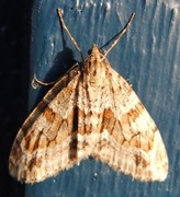 Barred Tooth-striped (Trichopteryx polycommata)
