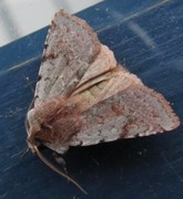 Red Chestnut (Cerastis rubricosa)