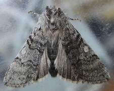 Yellow Horned (Achlya flavicornis)