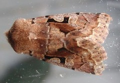 Hebrew Character (Orthosia gothica)