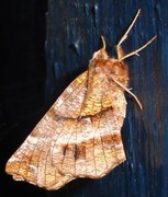 Blek månemåler (Selenia dentaria)