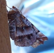 Early Thorn (Selenia dentaria)