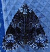 The Coronet (Craniophora ligustri)