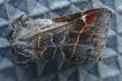 Small Chocolate-tip (Clostera pigra)
