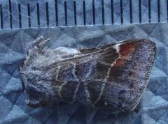 Small Chocolate-tip (Clostera pigra)