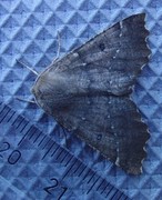 Scalloped Hazel (Odontopera bidentata)