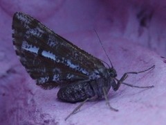 Bordered White (Bupalus piniaria)
