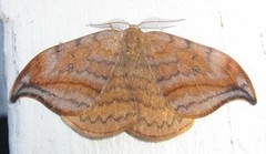 Dusky Hook-tip (Drepana curvatula)