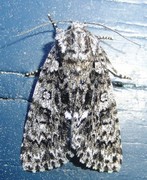 Syrekveldfly (Acronicta rumicis)