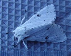 Hvitt kveldfly (Acronicta leporina)