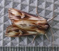 Purple Cloud (Actinotia polyodon)
