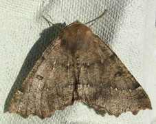 Scalloped Hazel (Odontopera bidentata)
