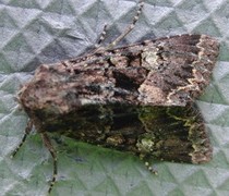 Small Angle Shades (Euplexia lucipara)