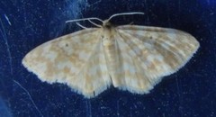 Small Yellow Wave (Hydrelia flammeolaria)