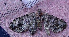 Mottled Beauty (Alcis repandata)