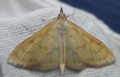 Knoppurtengmott (Paratalanta hyalinalis)