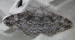 Mottled Beauty (Alcis repandata)