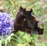 Hvit c (Polygonia c-album)