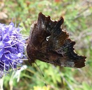 Comma Butterfly (Polygonia c-album)