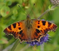 Comma Butterfly (Polygonia c-album)