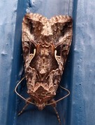 Silver Y (Autographa gamma)