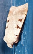 Autumnal Rustic (Eugnorisma glareosa)