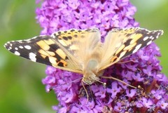 Painted Lady (Vanessa cardui)