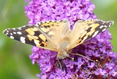 Tistelsommerfugl (Vanessa cardui)