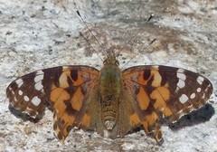 Tistelsommerfugl (Vanessa cardui)