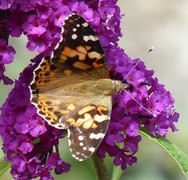 Tistelsommerfugl (Vanessa cardui)