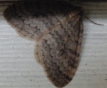 Winter Moth (Operophtera brumata)