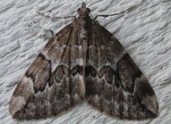 Juniper Carpet (Thera juniperata)