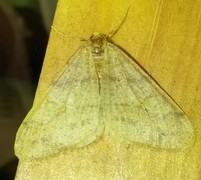 Scarce Umber (Agriopis aurantiaria)