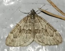 Juniper Carpet (Thera juniperata)
