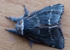 December Moth (Poecilocampa populi)