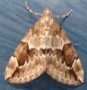 Juniper Carpet (Thera juniperata)