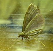 Juniper Carpet (Thera juniperata)