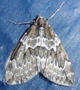 Juniper Carpet (Thera juniperata)