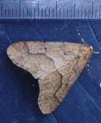 Scarce Umber (Agriopis aurantiaria)