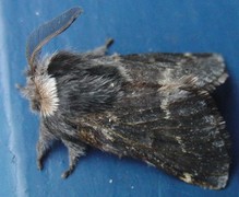 December Moth (Poecilocampa populi)