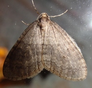 Winter Moth (Operophtera brumata)