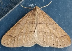 Dotted Border (Agriopis marginaria)