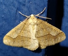 Dotted Border (Agriopis marginaria)