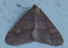 Dotted Border (Agriopis marginaria)