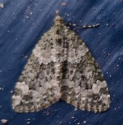 Red-green Carpet (Chloroclysta siterata)