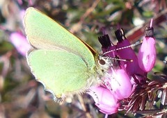 Grønnstjertvinge (Callophrys rubi)