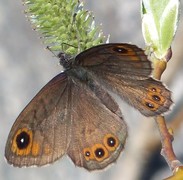 Bergringvinge (Lasiommata petropolitana)