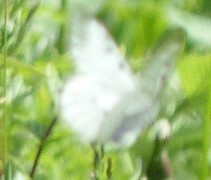 Clouded Apollo (Parnassius mnemosyne)