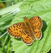 Dark Green Fritillary (Argynnis aglaja)